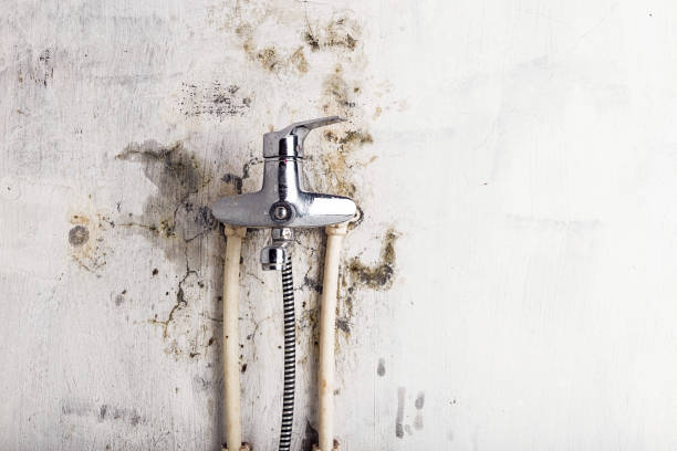 Best Fast Mold Removal  in Inwood, FL