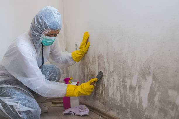 Attic Mold Removal in Inwood, FL
