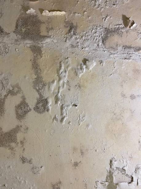 Best Crawl Space Mold Removal  in Inwood, FL
